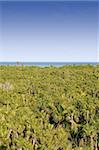high view of Mexican jungle in the mexican caribbean