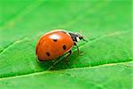 red ladybug on green grass isolated on leaf