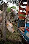 Costa Rican ranch hand putting cow onto panel truck