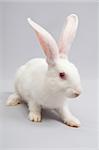 White fluffy bunny on a gray background looks good