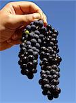 hands holding grape clusters against blue sky
