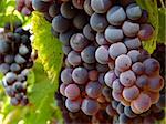 ripening grape clusters on the vine