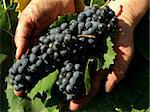 hands holding grape clusters