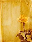 Vintage grunge background with rose. Paper texture