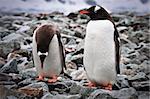 two penguins have fun standing on the rocks
