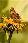 Butterfly Feeding On Yellow Flower. Azuga Valley, Romania