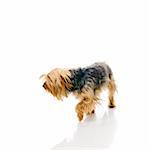 Dog. Isolated over white.