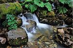 River of forest from Macedonia