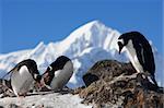 Three penguins are sitting on a rock, mountains in the background