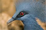 Western Crowned Pigeon (Goura Cristata)