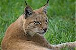 Lynx resting on the grass