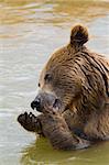 Brown Bear Eating Grapes In the Water