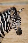 Zebra Portrait, Athens Zoo, Greece