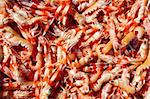 Crayfish Nephrops Norvegicus many seafood market catch