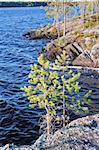 Small pines on stone coast of cold lake