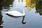 White swan in autumn pond reflecting in water