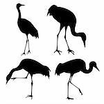 vector silhouette of the cranes on white background