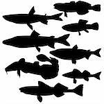 vector silhouettes of river fish on white background