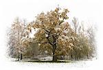 First unexpected snow in autumn cover yellow and green trees with leaves. Alone bird feel cold at the top of old oak.