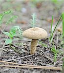 mushroom on needles