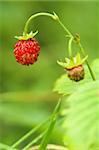 Ripe wild strawberry on a stem with bug sitting on it.