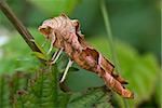 large brown moth sleeps on stem leaf