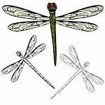 An image of a realistic dragonfly.