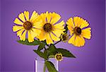 An image of a beautiful yellow flower on purple background