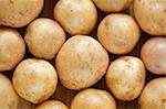 Potato close up. Many young potatoes