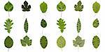 Tree leaves collage - isolated over white background - front and back