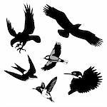 vector illustration of the birds on white background