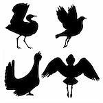 vector silhouette of the birds on white background