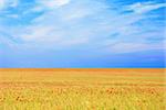 field of poppies and perfect sunset