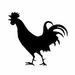 vector silhouette of the cock on white background