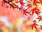 Brilliant red leaves on a Japanese Maple. EPS 8 vector file included