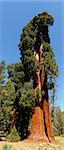 Giant Sequoia Tree in California