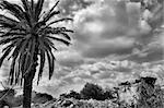 Pile of rubble from demolished house and palm tree. Black and white.