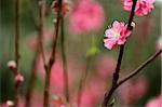 Chinese new year decoration flower-peach blossom