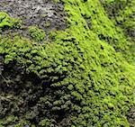 moss on rock