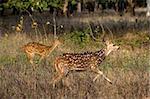 Axis or Spotted Deer (Axis axis) INDIA Kanha National Park