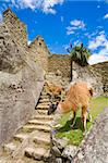 Llamas walking among old ruins at Machu Picchu