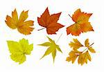 collection beautiful colourful autumn leaves isolated on white background