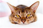 young Abyssinian cat lying on white couch on bright background