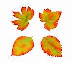 Set of colorful autumn leaves isolated on white