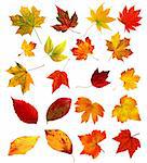 collection beautiful colourful autumn leaves isolated on white background