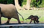 The African Forest Elephant (Loxodonta cyclotis) is a forest dwelling elephant of the Congo Basin.