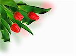 Bouquet of spring red tulips. EPS 8 vector file included