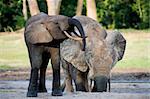 The African Forest Elephant (Loxodonta cyclotis) is a forest dwelling elephant of the Congo Basin.
