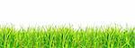 Fresh Green Grass Isolated on White