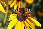 Orange spotted butterfly on cone flower